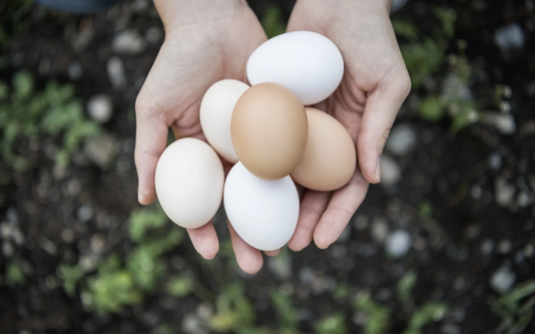 EiIDM Sdtirol Alex Filz_800x533.jpg